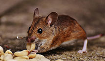 24 Hour & Emergency Exterminators in Paradise Lakes, NJ